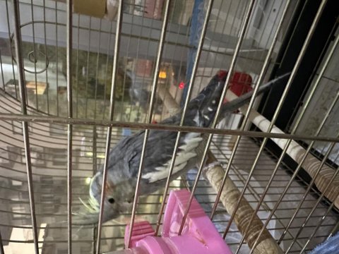 Alınalı 3 ay oldu yaşına girmedi sevecen sultan papağanımız