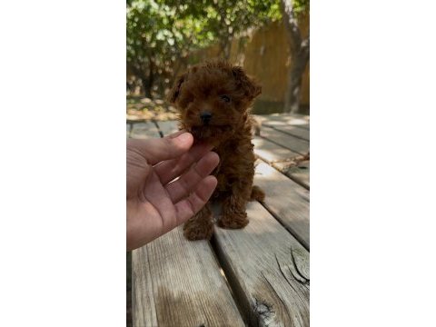Sağlık ve ırk garantili tea cup poodle yavrularımız
