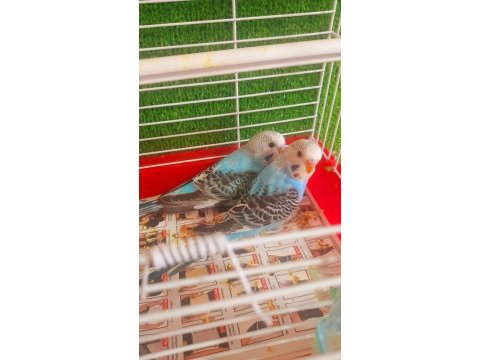 Ev üretimi erkek muhabbet kuşu yavruları
