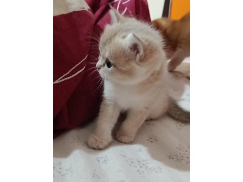 Ucretli british yavru kedi