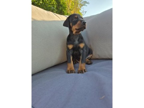 2 aylık a kalite doberman yavrular