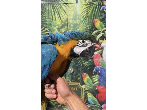 Sarı lacivert ara macaw