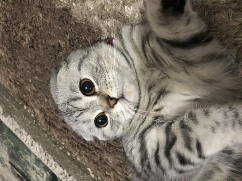 Scottish fold silver cins kedimiz