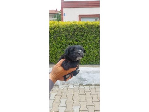 Sevimli pati morkie