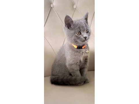 British shorthair ve scottish fold yavrular