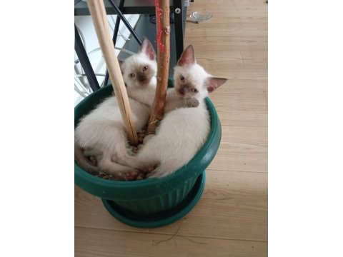 Scottish fold ve siyam yavruları