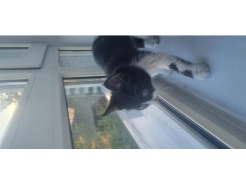 Tekir kedi