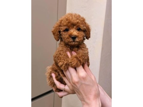 Toy poodle bebek