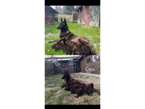 Kıf/fcı a şecereli malinois köpeklerimiz ailelerine hazır