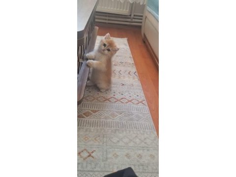2 aylık erkek british shorthair yavru