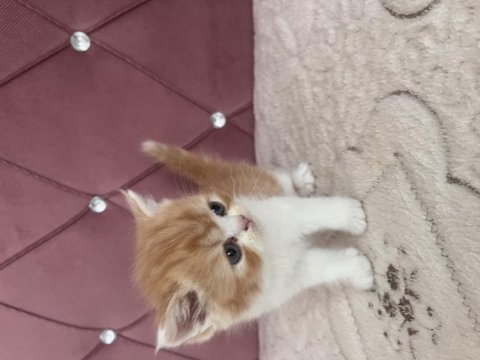 Ev ortamında doğdu kedimiz