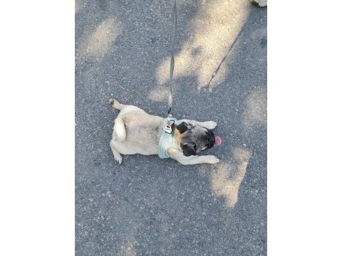 Pug yorulmak bilmez oyuncu
