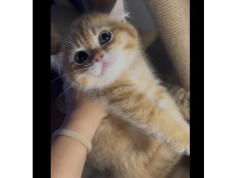 British shorthair golden kardeşler erkek