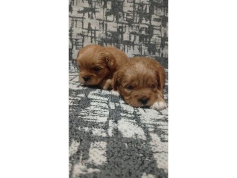 Rezerve açık yavrular kg cm garantili maltipoo