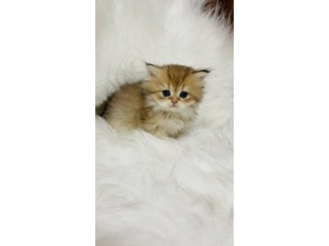 Ny11 erkek british longhair