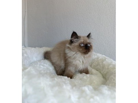 Safkan british blue point longhair