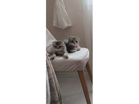 Scottish fold erkek yavru kedimiz