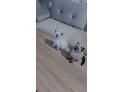 Point gurup kedimiz