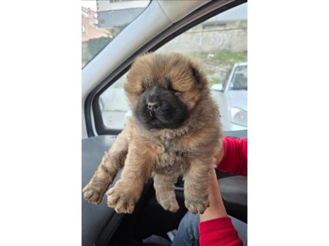 Çin aslanı chow chow bebeklerimiz