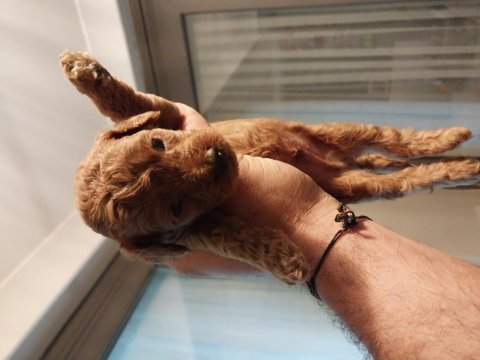 Toy poodle garantili