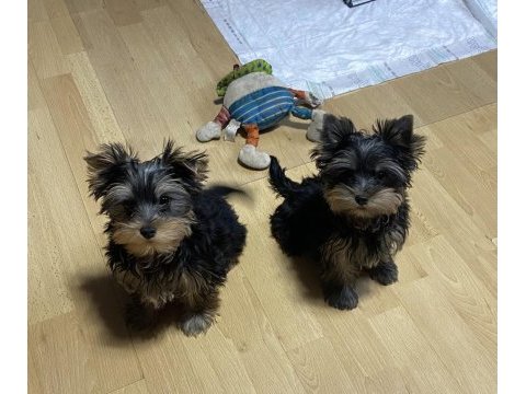 4 aylık 2 kardeş yorkshire terrier