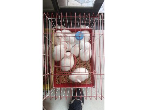 Yavru tavşanlar süs evcil