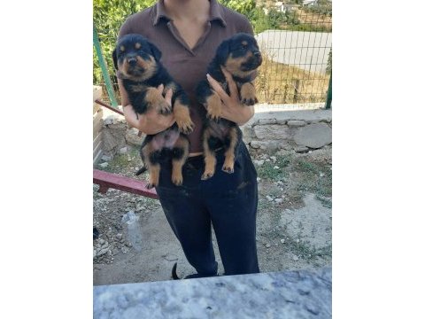 Rottweiler yavrularımız