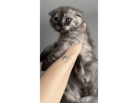 Yavru scottish fold kedimiz için ulaşın