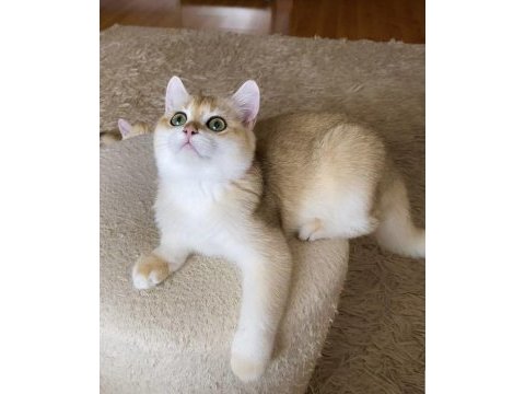 Şecereli british shorthair golden erkek yavru