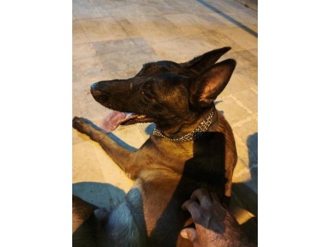 Malinois belçika kurdu