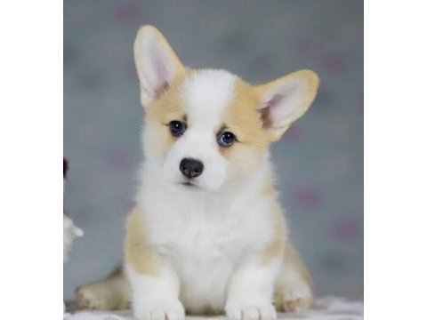 Fci secereli corgi yavruları