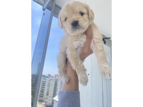 Bebek maltipoo