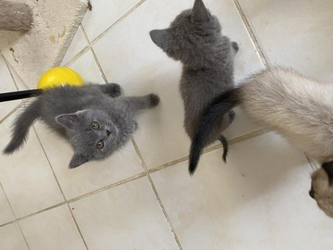 British shorthair yavrular
