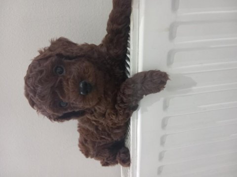 Yeni yuvasına gitmeye hazır poodle