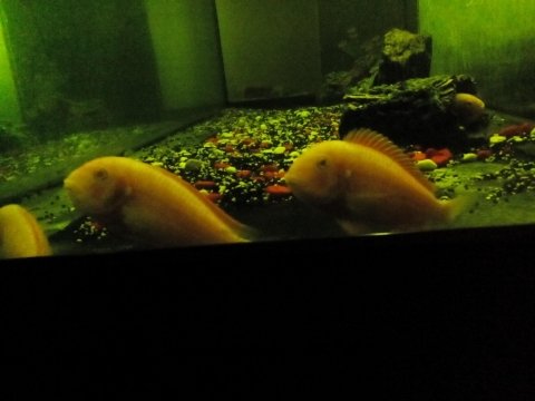 Tropeus chipimbi mini damızlık koloni balıklar