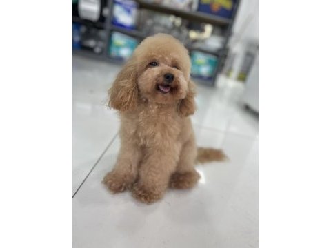 23 cm toy poodle erkek 2 yaşında