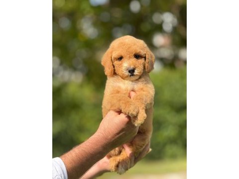 Labradoodle goldendoodle yavrular