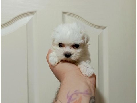 Tea cup kore dişi maltese
