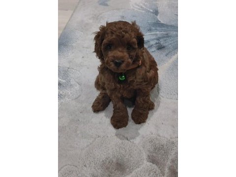 Toy poodle güzelliği