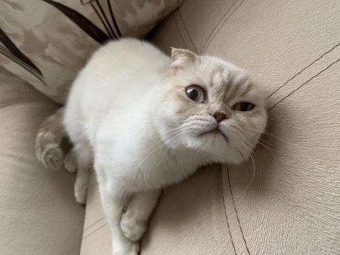 Acil scottish fold sahiplendirme