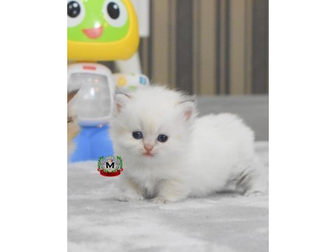 Kısa bacaklı munchkin prenses