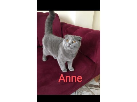 Scottish fold blue point 10 aylıklar malzemeleri beraber