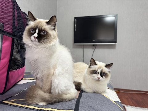 4 erkek saf yavru ragdoll