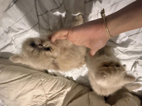 1,5 aylık exotic shorthair yavru