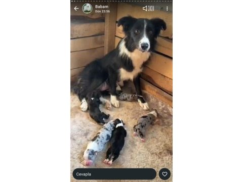 Border collie yavrularımız ırk ve sağlık garantili