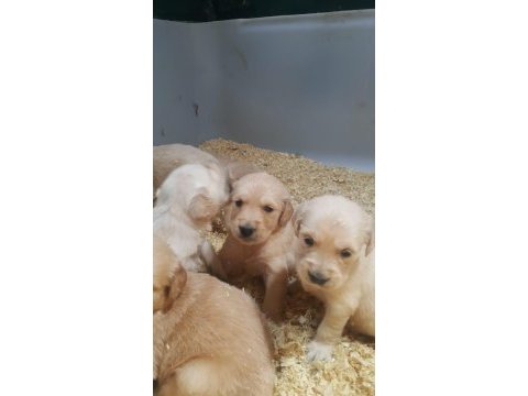 Bebek surat orjinal golden yavrular