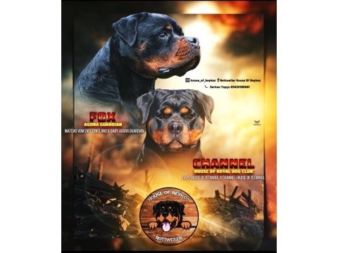 Şecereli rottweiler bebeklerim