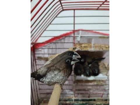 Yavru bengal ispinozlar