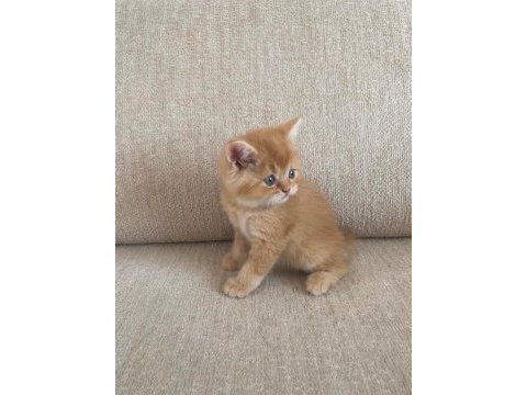 Golden british shorthair bebekler