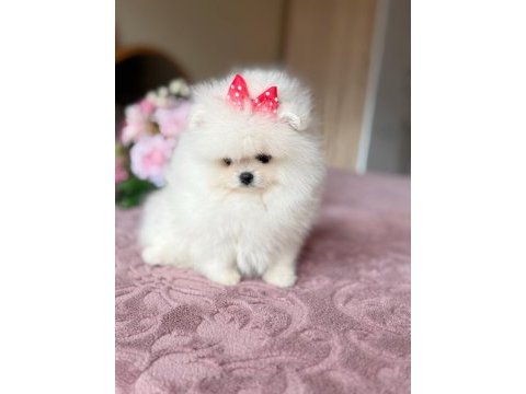 Pomeranian ayıcıklar 2 dişi ve 2 erkek